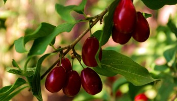 Как вырастить кизил из саженцев: советы по посадке и уходу Как вырастить кизил из саженцев: советы по посадке и уходу