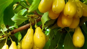 Польза и применение кизила: какие полезные свойства у этого растения Польза и применение кизила: какие полезные свойства у этого растения